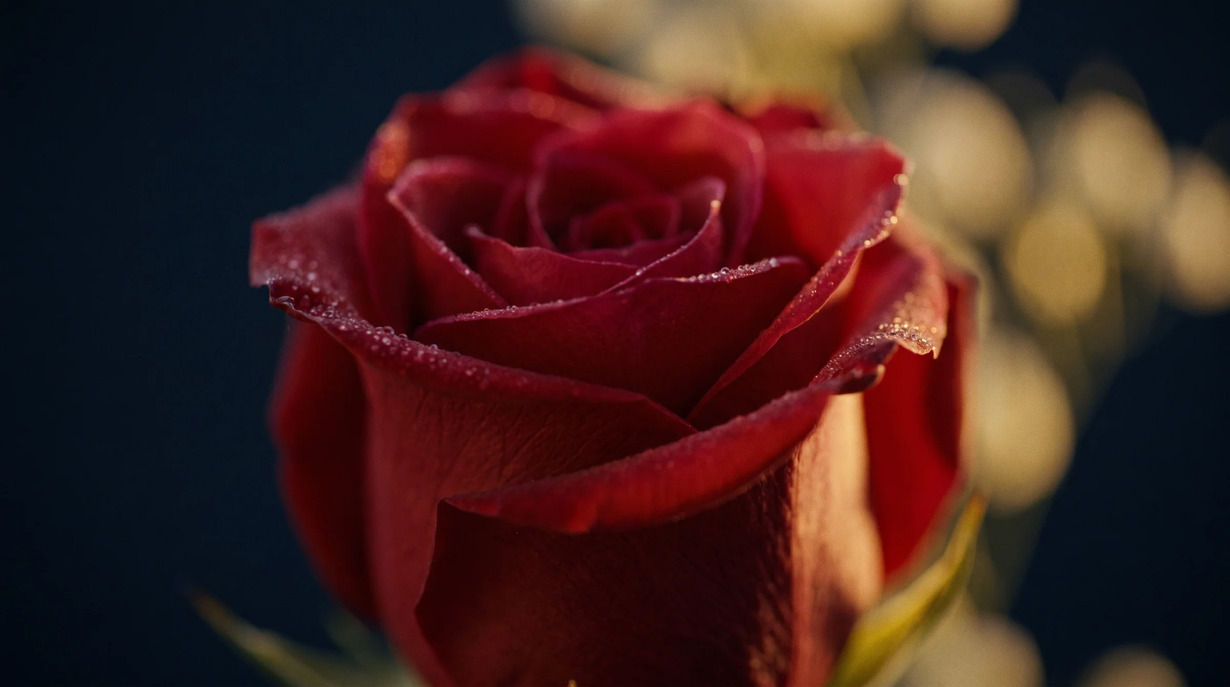 Rosa vermelha com gotas de orvalho sob luz dourada